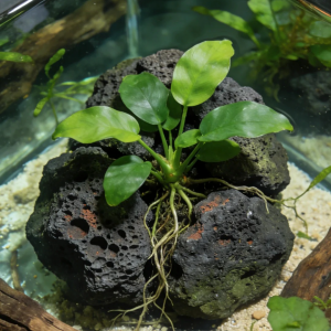 Anubias