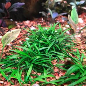 Cryptocoryne