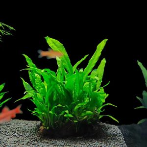 Java Fern