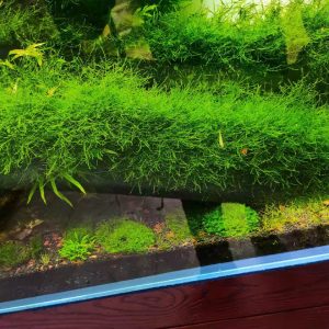 Java Moss
