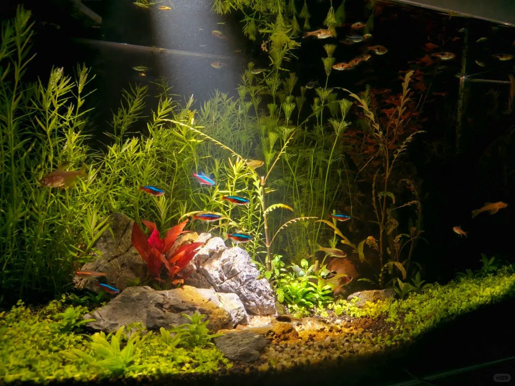 A thriving planted aquarium with green stem plants, neon tetras, and low light plants growing around rocks