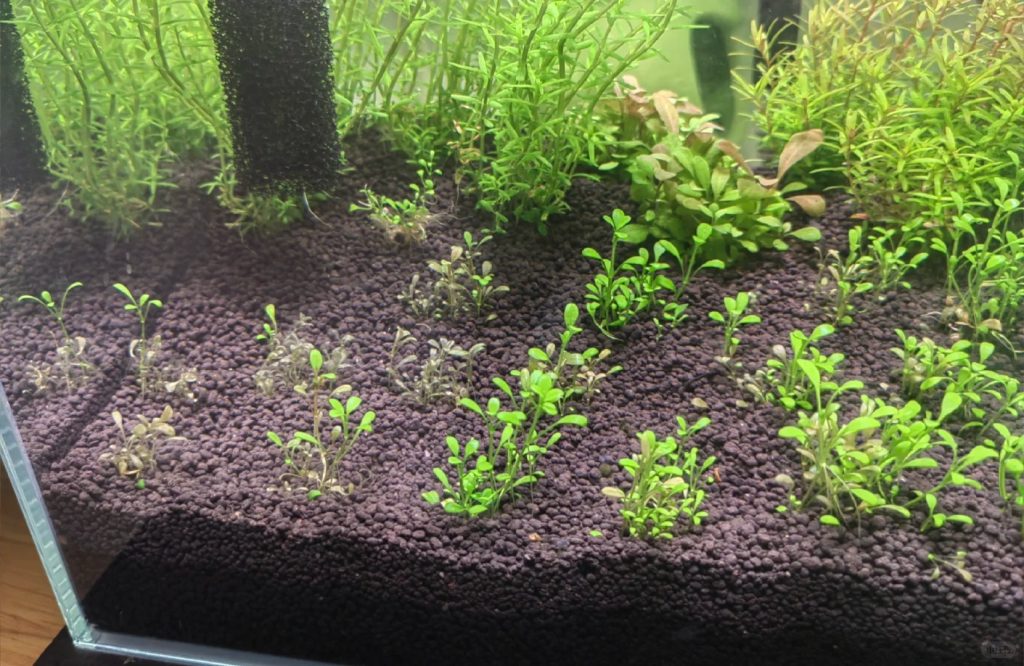 ```
Freshwater planted tank showing aquarium plants melting with decaying translucent leaves mixed with healthy new green growth.