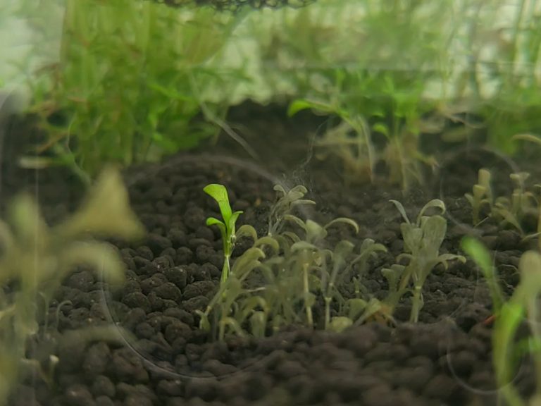 Close-up of melting aquarium plant leaves with translucent decaying edges in a freshwater planted tank