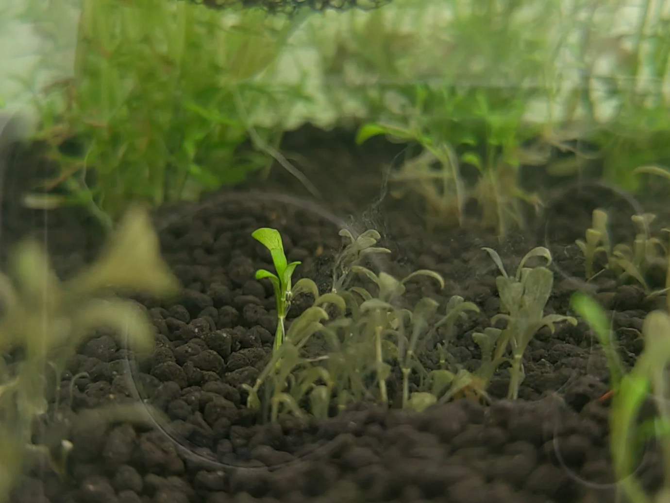 Close-up of melting aquarium plant leaves with translucent decaying edges in a freshwater planted tank